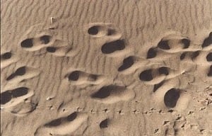 Orme sulla sabbia